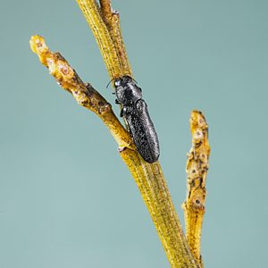 Synechocera setosa, PL4124, male, on Exocarpos sparteus, SE